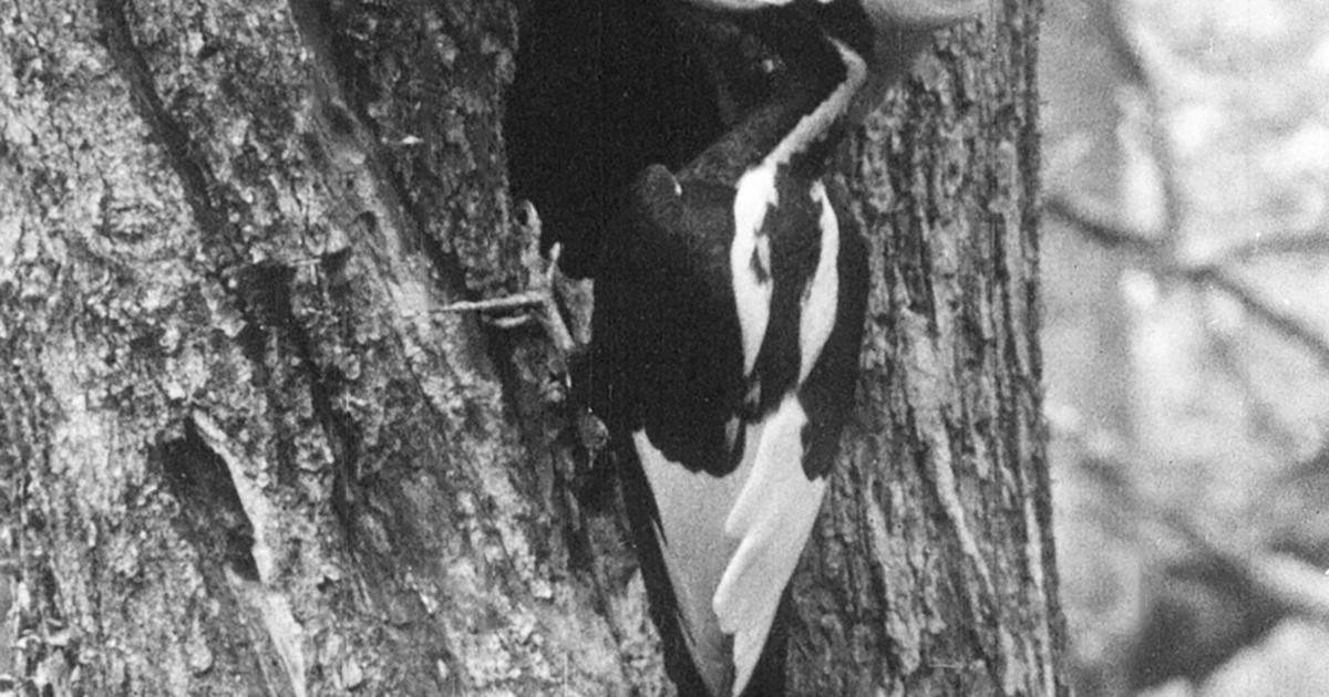 Ivory-billedwoodpecker, 22 other species declared extinct thumbnail