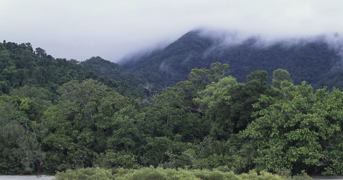 One of the world's oldest rainforests has been returned to the Australian Aboriginal people who have lived there for millenniums