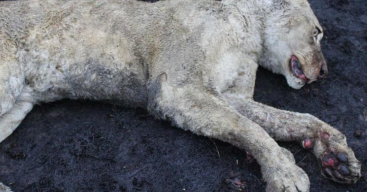 30 lions euthanized as abuse on South African farm shocks animal rights group "to the bone"