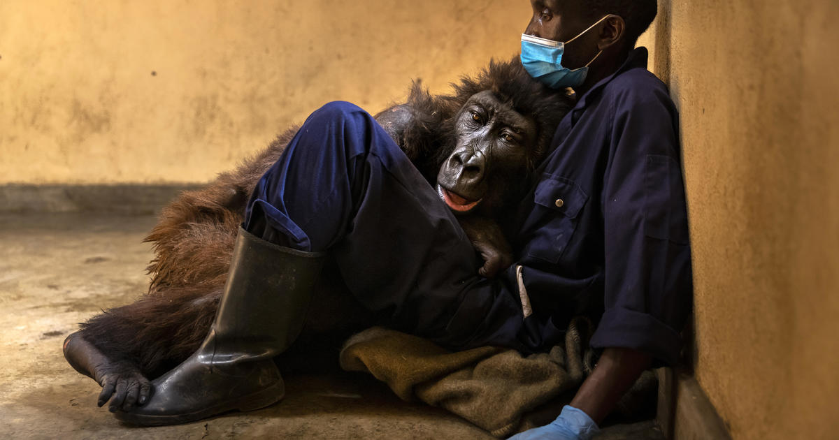 Ndakasi mountain gorilla in famous selfie dies in arms of caretaker who saved her – CBS News