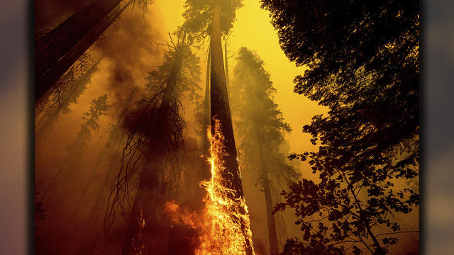 sequoia-wildfire.jpg 