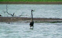 Nature: Arkansas wildlife 