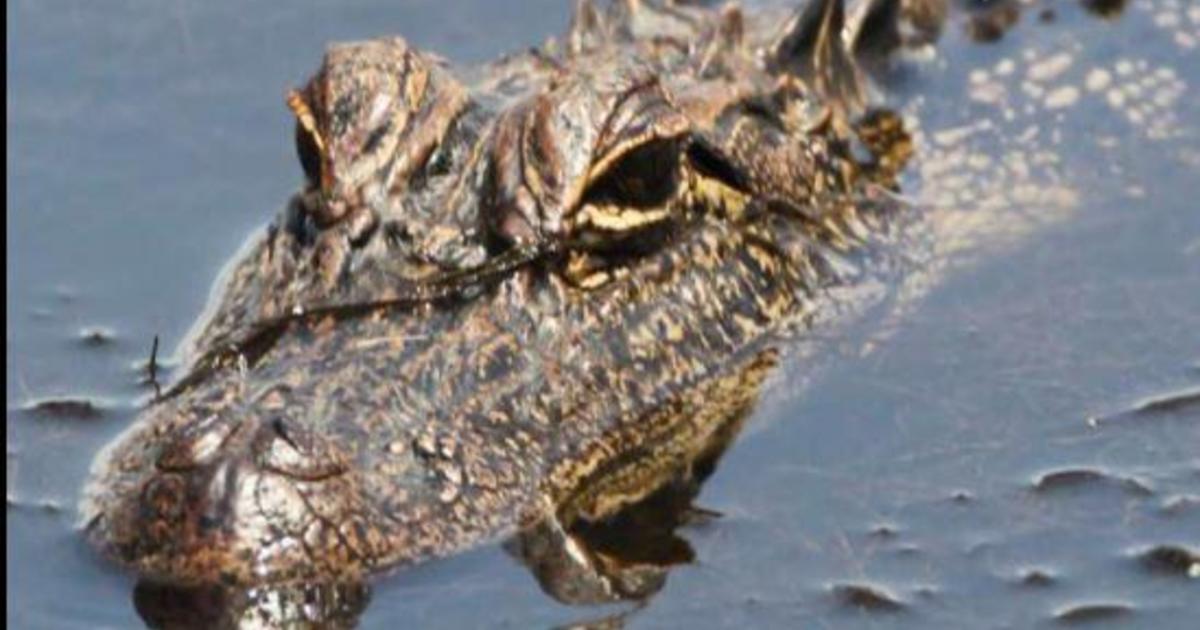 Alabama city warns residents as alligators "set up shop" in populated areas after heavy rains
