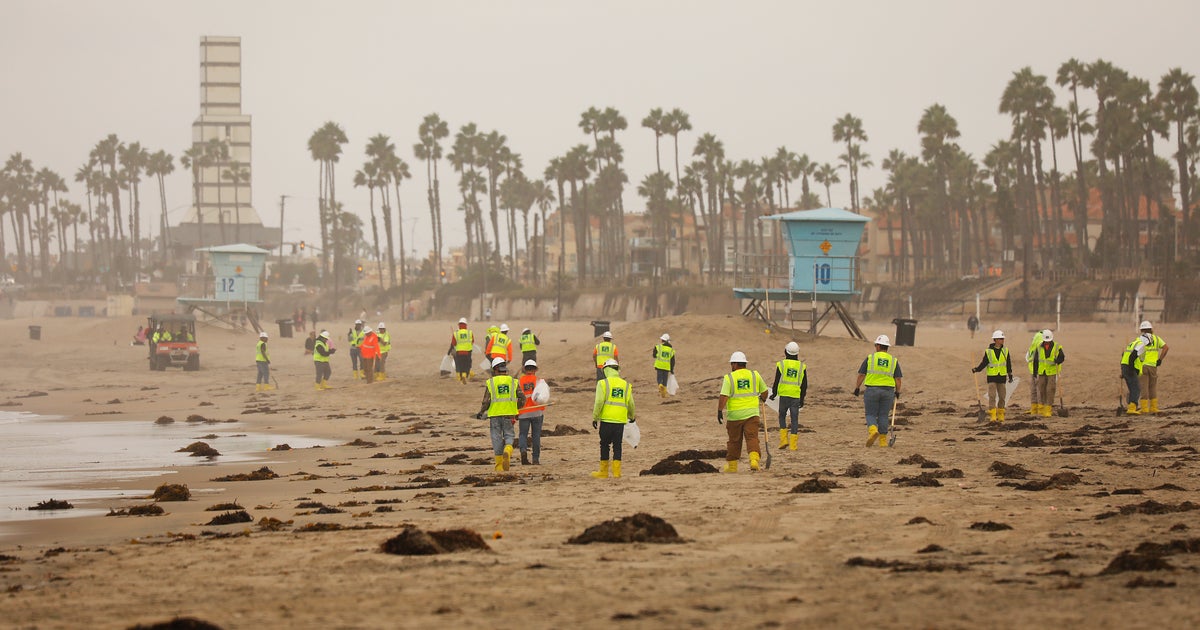 Over 80 OilCovered Birds, Fish Recovered From Huntington Beach Oil