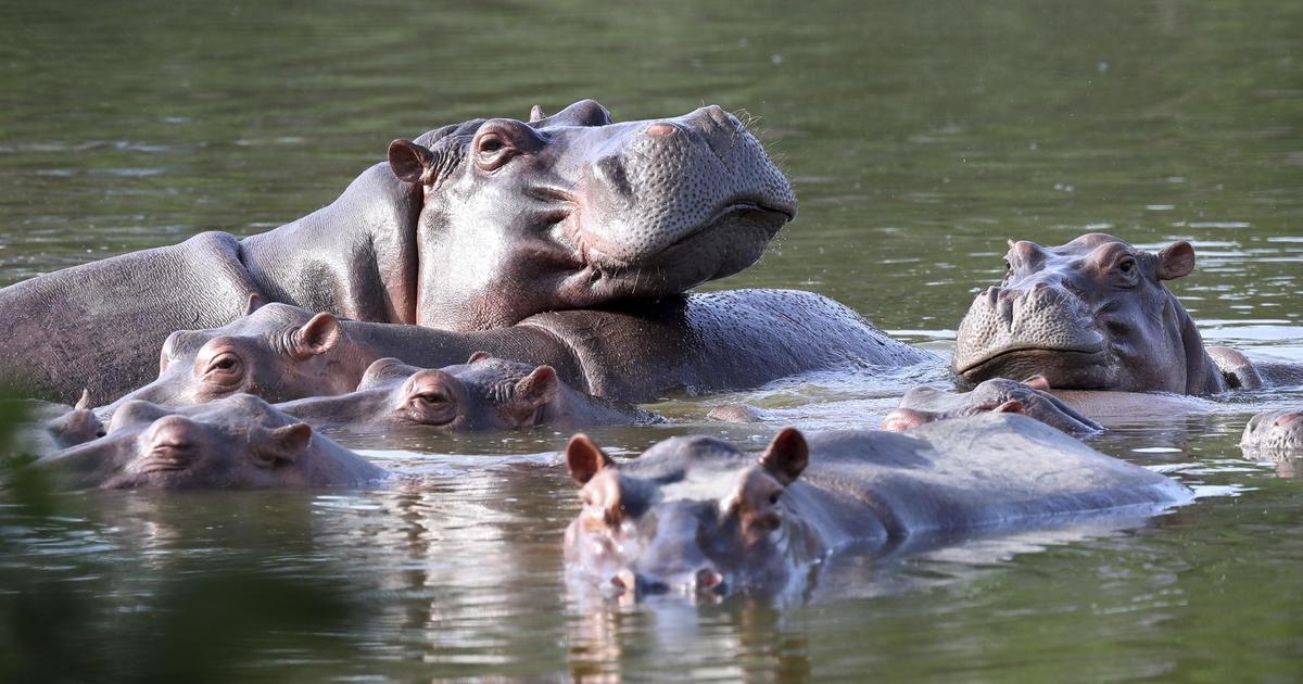 Pablo Escobar's "cocaine hippos" are legally people, U.S. judge rules