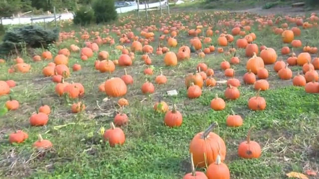 halloween-pumpkins.jpg 