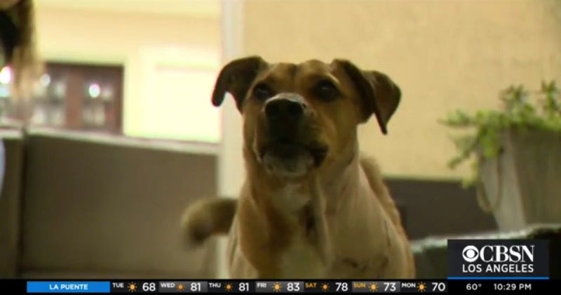 'We Saw The Hole Down To His Brain' Loyal La Verne Dog 'Rocky' Defends