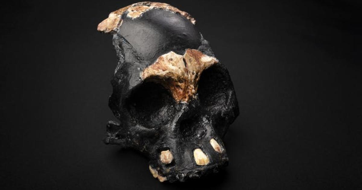Ancient skull of prehistoric child is discovered in South Africa
