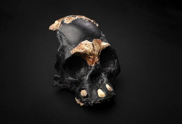 Ancient skull fossil- Homo naledi child 