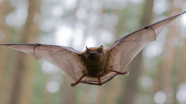 Close-Up Of Bat Flying In Mid-Air 