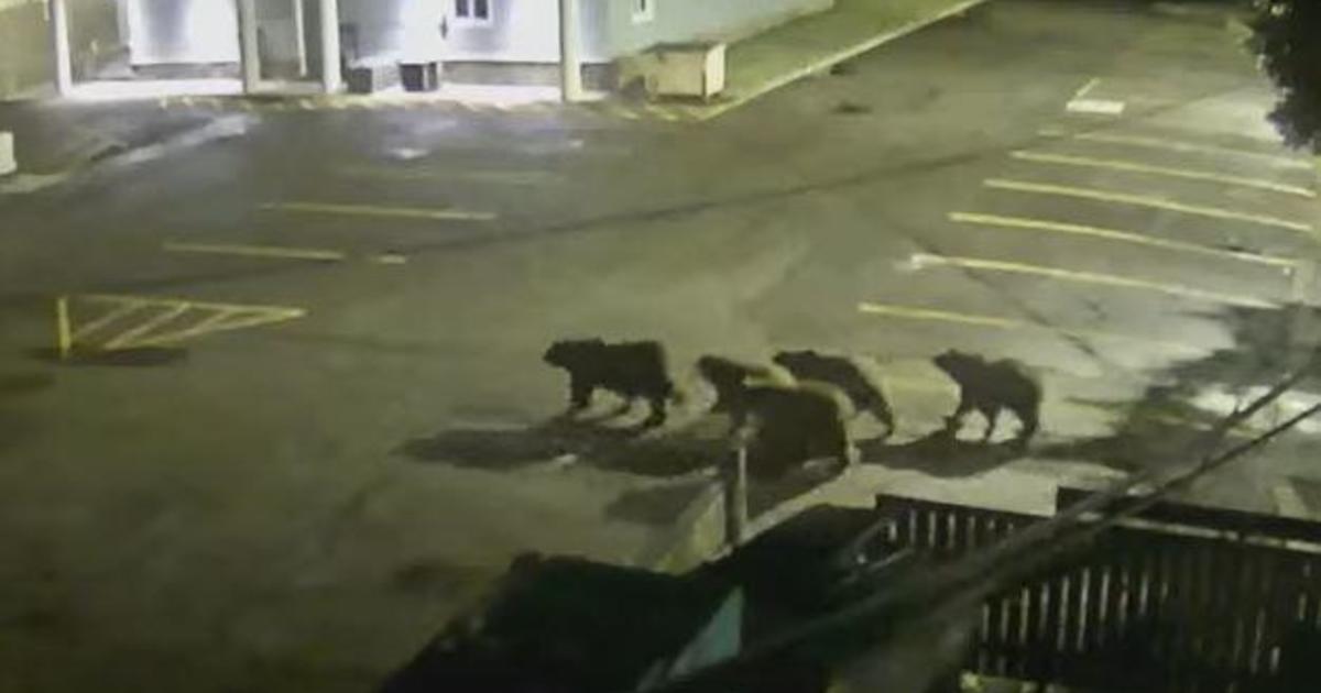 Security video shows grizzly bear and her 4 cubs strolling through tourist town: "We had some visitors last night"