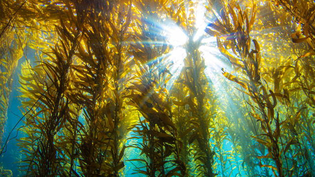 kelp-forest.jpg 