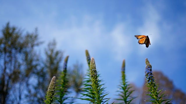 Coronavirus Pandemic 2021 California 