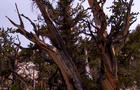 bristlecone-pines-methuselah-1280.jpg 