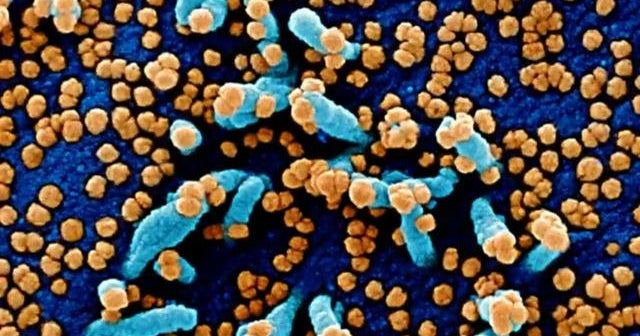 More cases of Omicron variant detected in U.S.