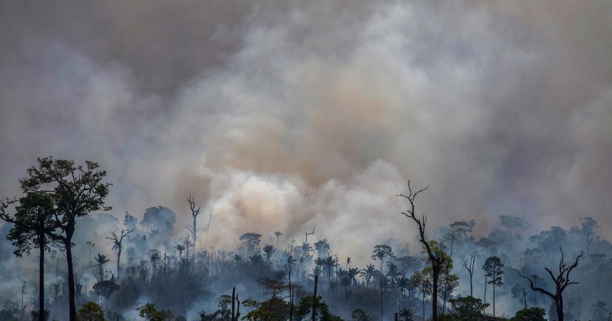 Destroyed tropical forests could almost fully regrow if humans leave them alone for 20 years, study says