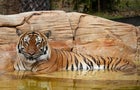 Eko the tiger is seen at the the Naples Zoo, in Naples, Florida 
