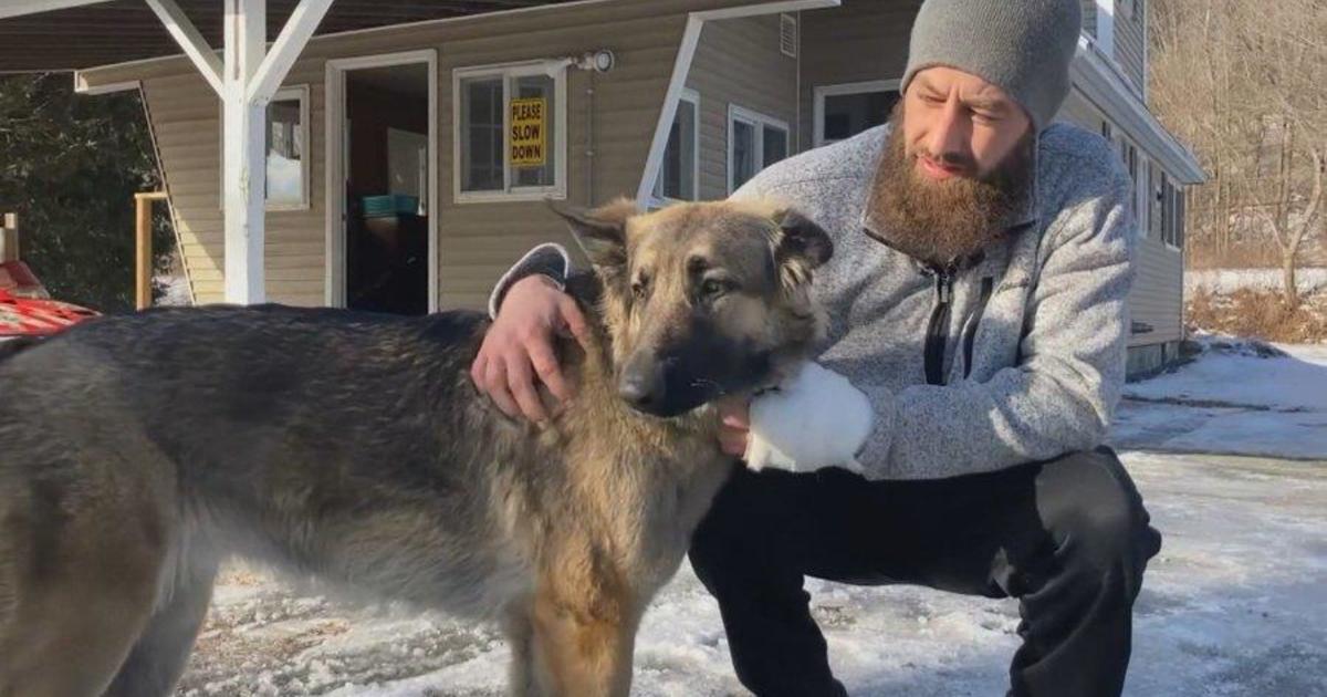Dog leads New Hampshire police to owner and other man seriously injured in crash: "She's my little guardian angel"