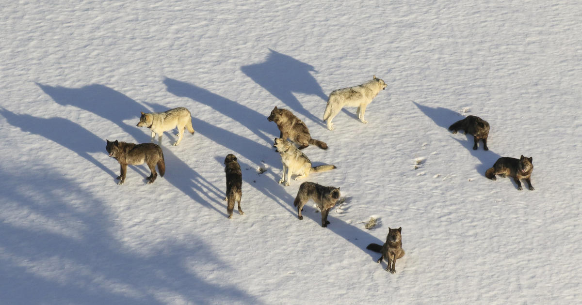 Twenty Yellowstone wolves killed by hunters after roaming from park