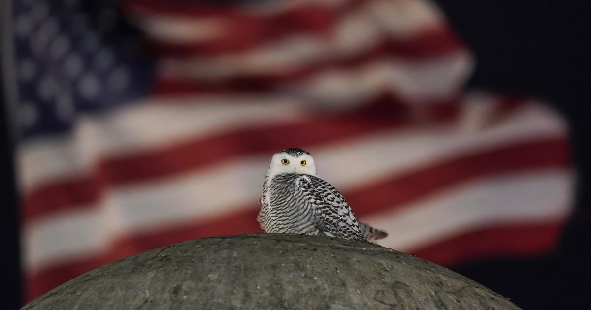 Stunning images capture rare snowy owl touring iconic buildings in nation’s capital: “A piece of the Arctic in downtown D.C.”