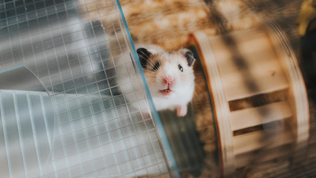 Hamster in Cage 