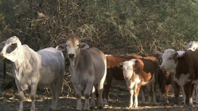 cbsn-fusion-cattle-ranchers-innovate-amid-historic-drought-thumbnail-882421-640x360.jpg 