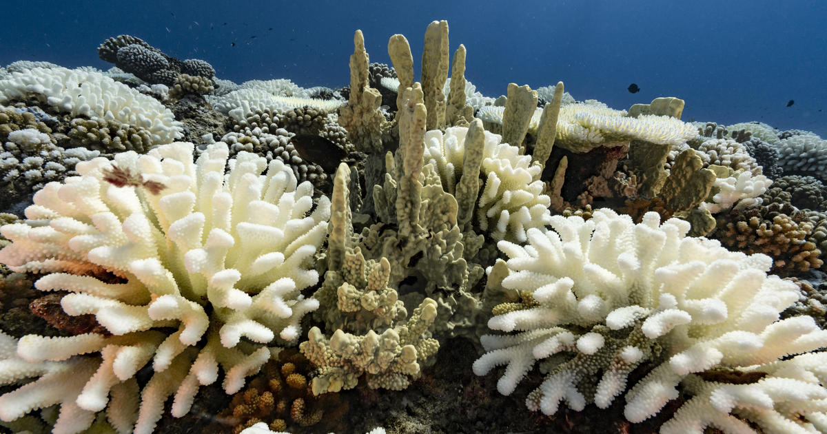 Earth is likely just a decade a way from hitting 1.5°C of global warming — and scientists say it will be "catastrophic" for coral reefs