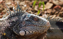 Extended Nature Video: Iguanas 