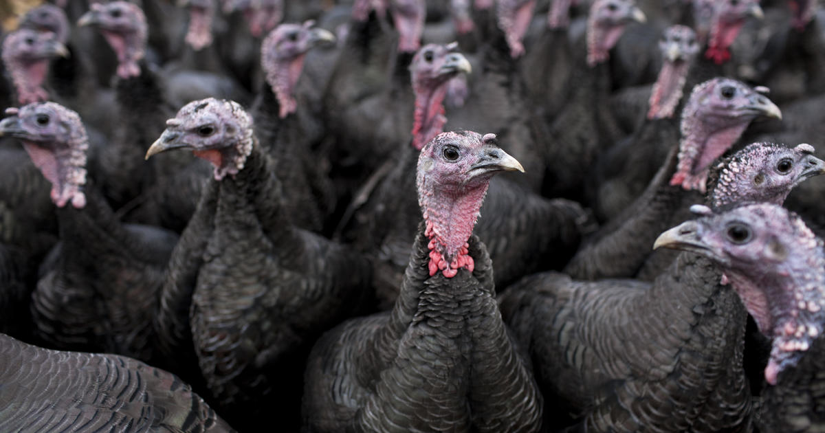Avian flu has been detected in Indiana turkey flock, officials say