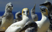 Extended Nature Video: Gannets in New Zealand 