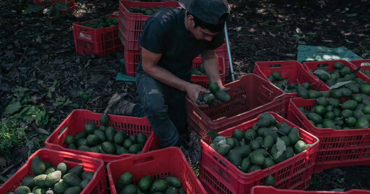 Holy guacamole: Price spikes seen after U.S. bans Mexico avocados