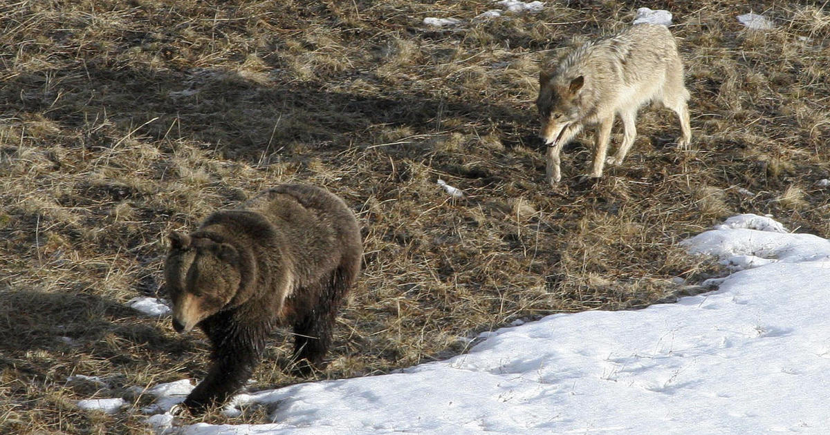 For grizzly bears and wolves in Yellowstone, competing for food has unexpected results