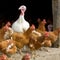 Cases of highly pathogenic bird flu detected in Delaware and Michigan