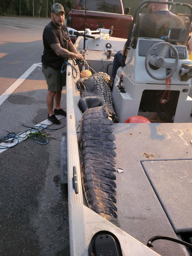 CORRECTION FTF Paddleboarder Alligator Encounter 