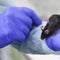 Study shows how gene editing can bring extinct rats back to life