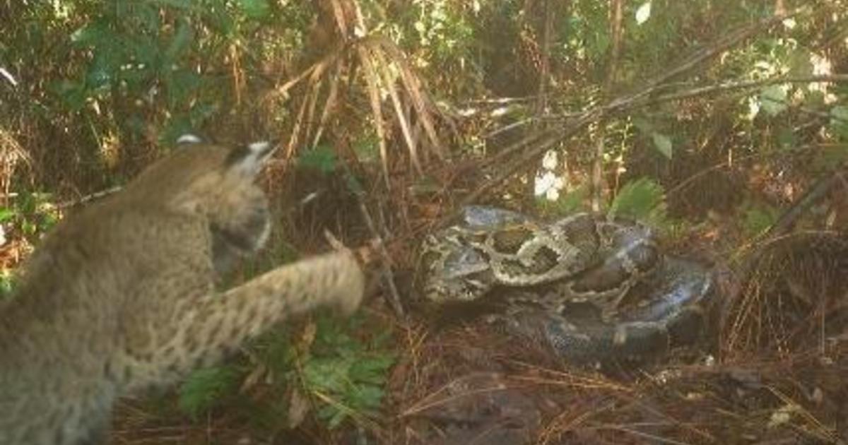 Unprecedented video shows invasive Burmese python defending nest of eggs from hungry bobcat in Florida Everglades