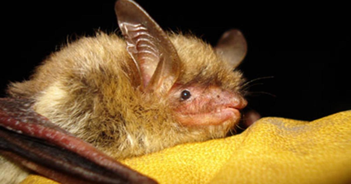 Northern long-eared bat, ravaged by a deadly fungus, proposed for endangered species listing