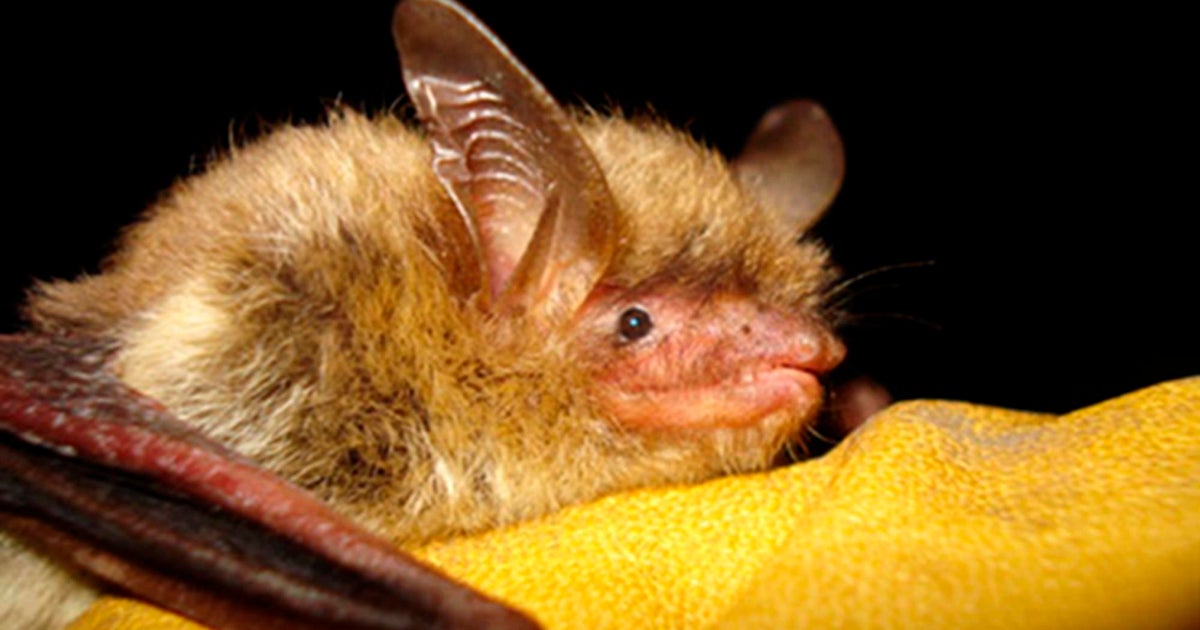 Northern long-eared bat, ravaged by a deadly fungus, proposed for endangered species listing