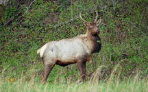 Extended Nature Video: Elk in North Carolina 