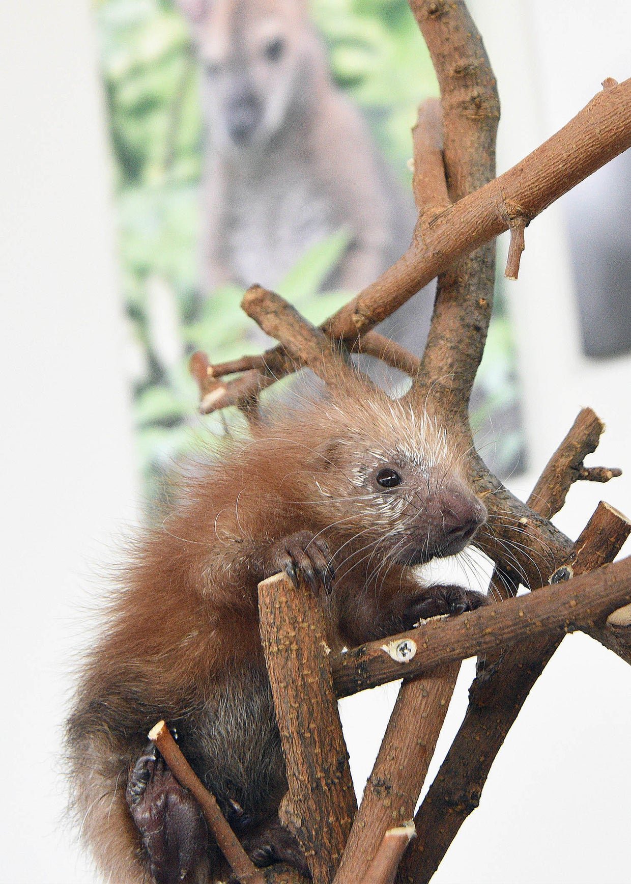 Baby porcupine born at Brookfield Zoo CBS Chicago
