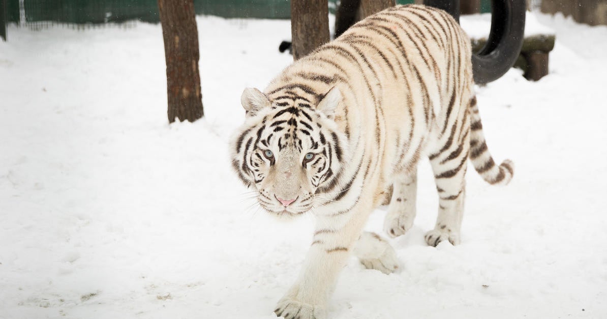 Ukrainian zoo considers euthanizing big animals like lions and tigers after Russian shelling destroys enclosures