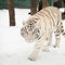 Ukrainian zoo may have to euthanize big animals after shelling