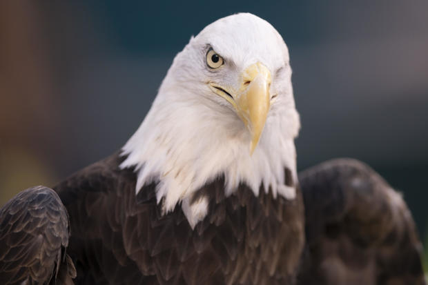 Eagles Killed Wind Turbines 