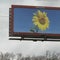 Billboards with Ukrainian national flower pop up in U.S.