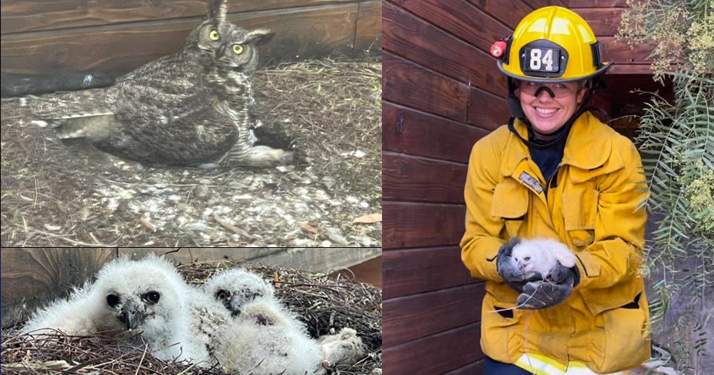 LA Firefighters rescue owlet that fell from nest on top of Woodland
