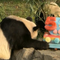 Giant pandas celebrate 50-year anniversary of U.S.-China program