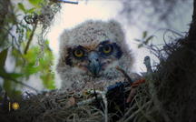 Nature: Great horned owl chick 