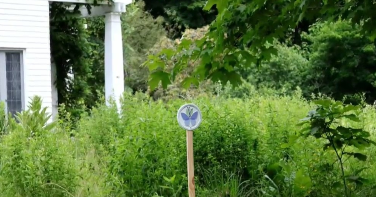 Connecticut women credited with movement encouraging people to let their lawns grow - Vimarsana News