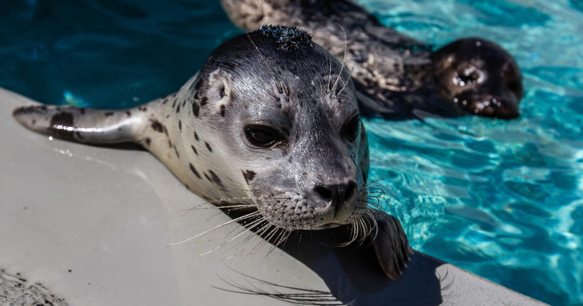 Marine Mammal Center reopening after 2-year pandemic closure, renovation