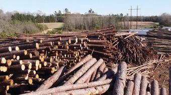 Wood pellets may not actually be green renewable energy source, critics say 